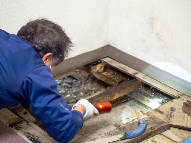 Best Black Mold Removal  in Windsor Heights, IA