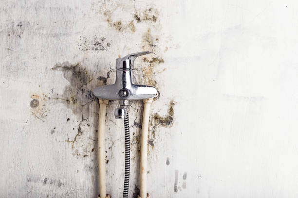 Best Office Mold Removal Services  in Windsor Heights, IA