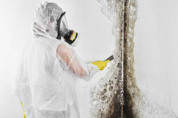 Best Emergency Mold Removal  in Windsor Heights, IA