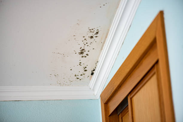 Best Mold Cleaning Services  in Windsor Heights, IA