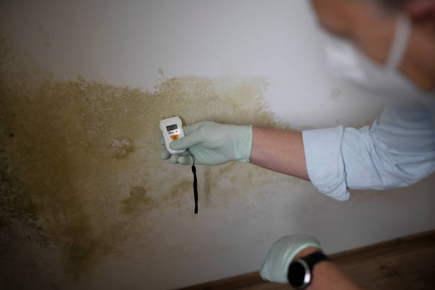 Best Commercial Mold Removal  in Windsor Heights, IA