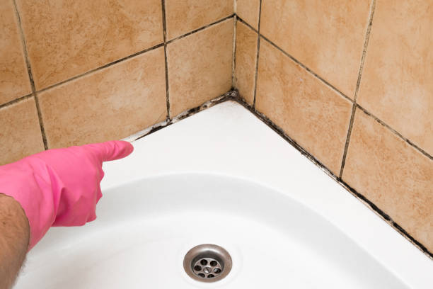 Best Mold Testing and Removal  in Windsor Heights, IA