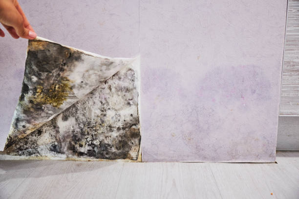 Best Emergency Mold Removal  in Windsor Heights, IA